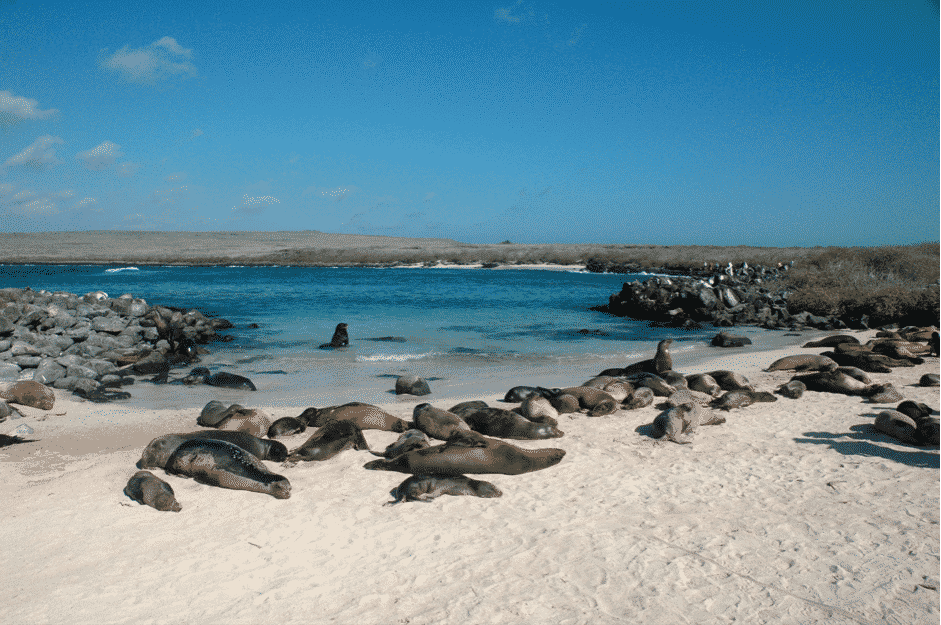 Leones marinos de Galápagos descansando en Playa Española.