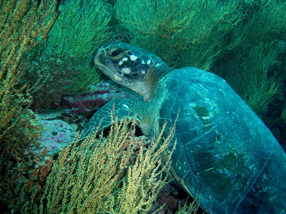 Tortuga marina verde bajo el agua.