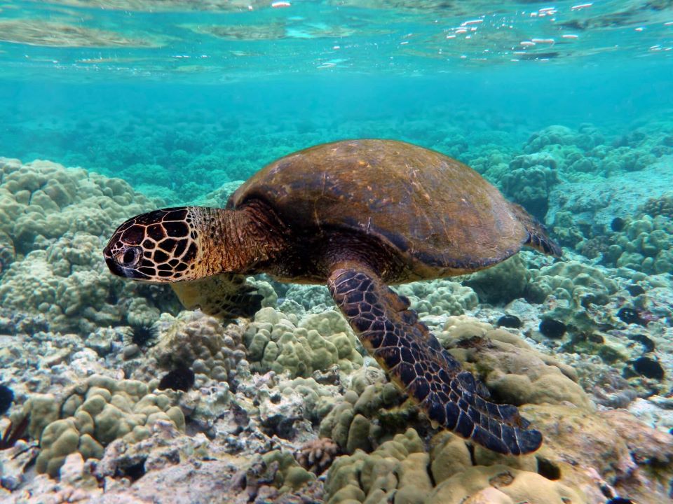 Sea Turtle In Galapagos.