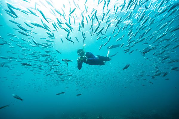 Snorkeling With A School Of Fish In Champion Islet At Floreana Island