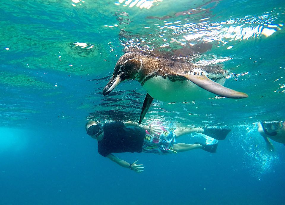 Snorkeling With Penguins At Tagus Cove In The Galapagos Islands.