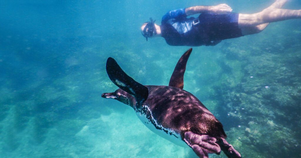 Snorkeling Punta Espinoza Fernandina Island Galapagos Islands