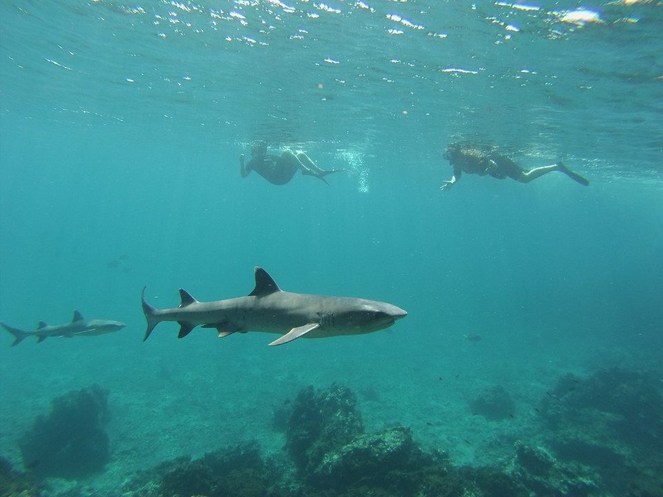 Guests Snorkeling With Sharks In Galapagos