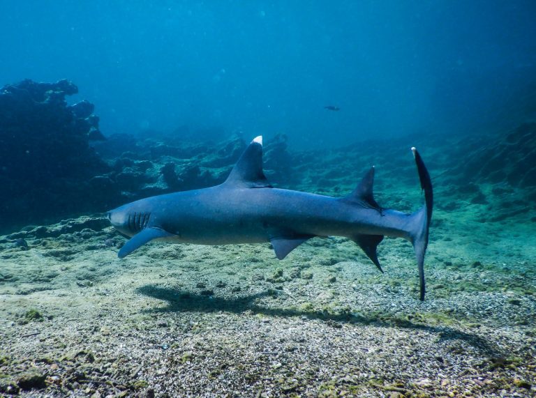 Whitetip Reef Shark In The Galapagos