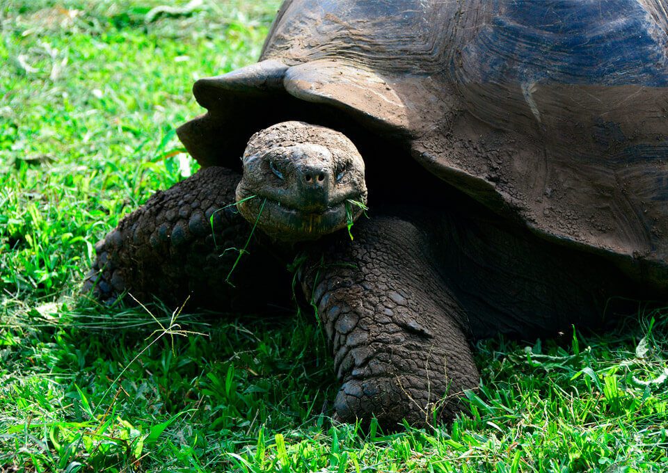 Repatriation Of Galapagos Tortoises