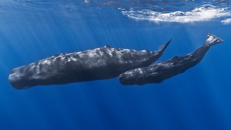 Galapagos Sperm Whales