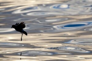 Storm Petrel Bird Galapagos