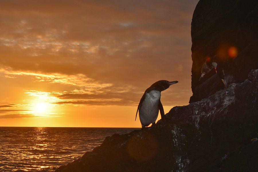 Pingüinos de Galápagos en Tagus Cove, Isla Isabela, durante la puesta de sol