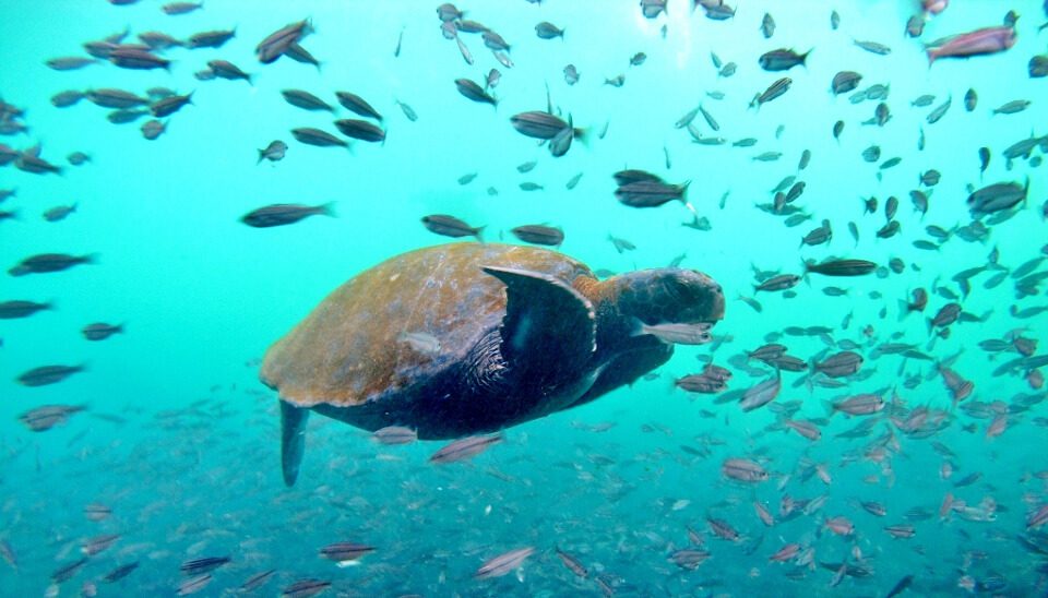 Sea Turtle Galapagos