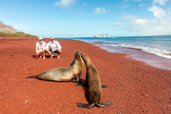 Sea Lions At Rabida Island's Iconic Red Beach