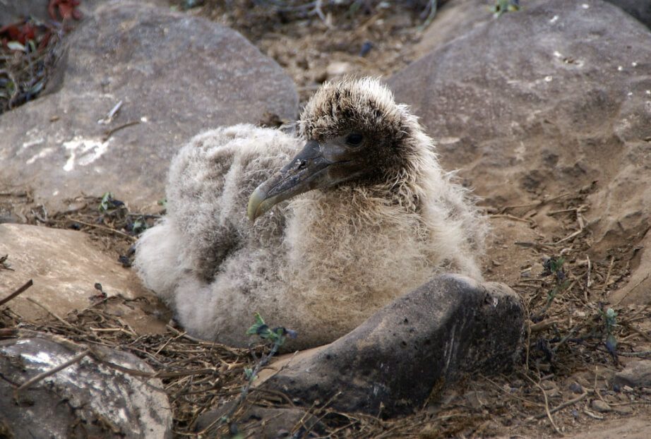 Waved Albatross Chick In The Nest, Spotted On Española Island.