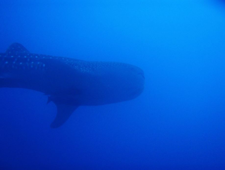 Galapagos Animals: Whale Shark
