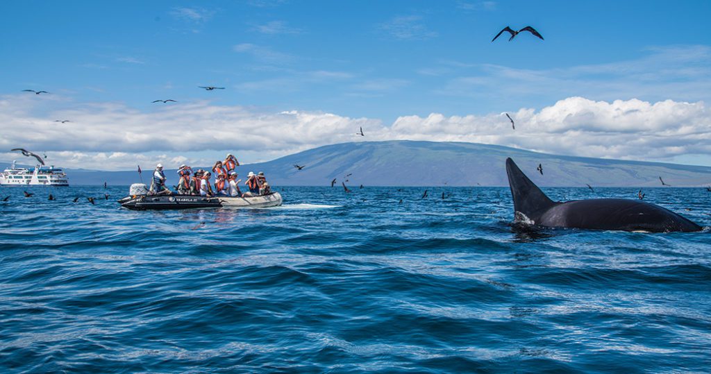 Galapagos Animals: Orcas