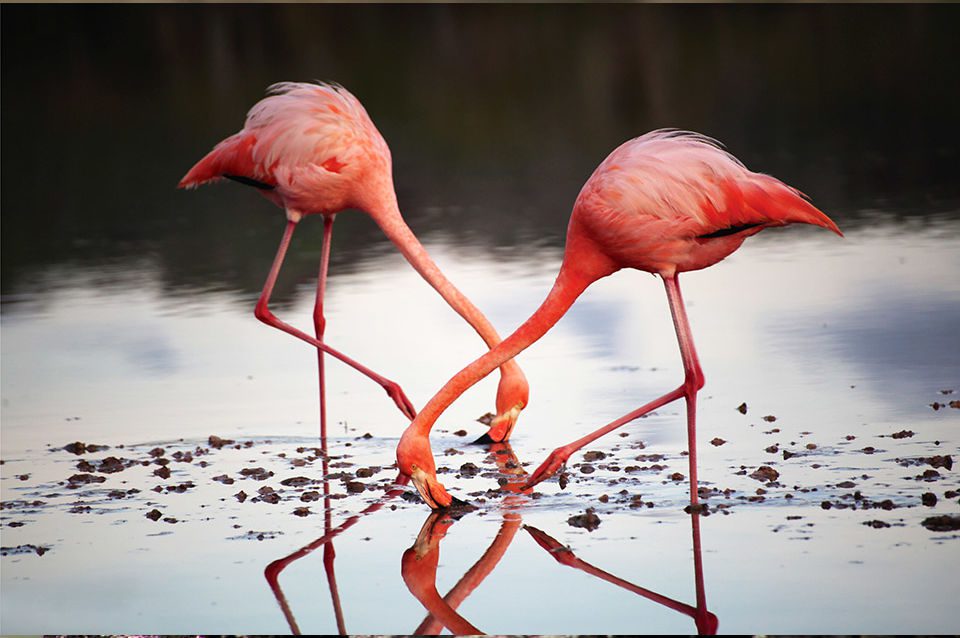American Flamingo Galapagos Islands