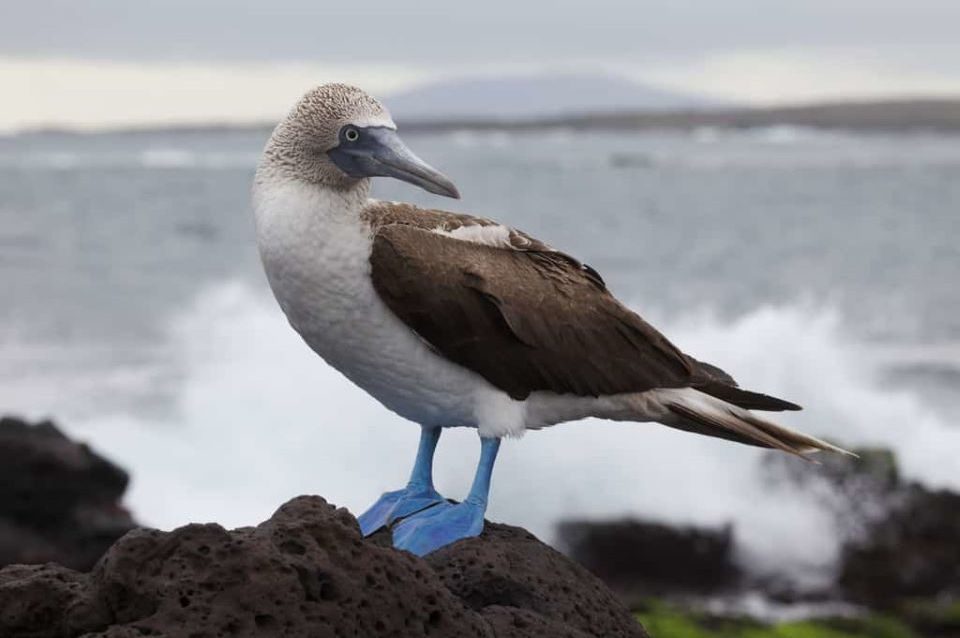 Blue Footed Booby Galapagos Islands