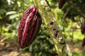 Cacao Plantation Ecuador