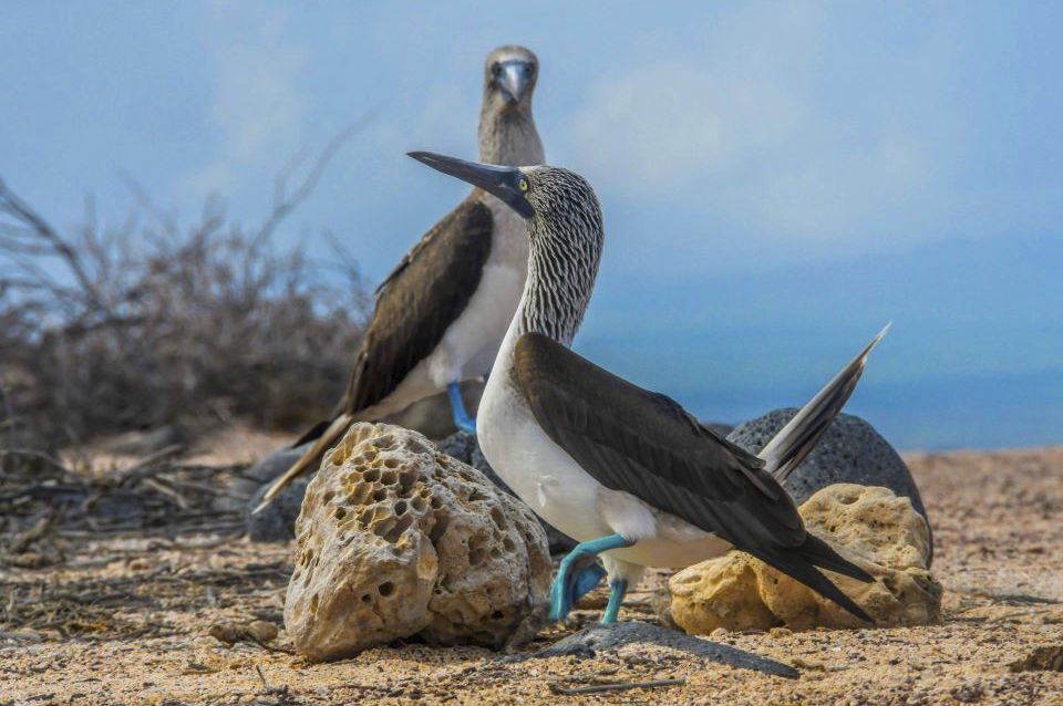 Piqueros de patas azules de Galápagos