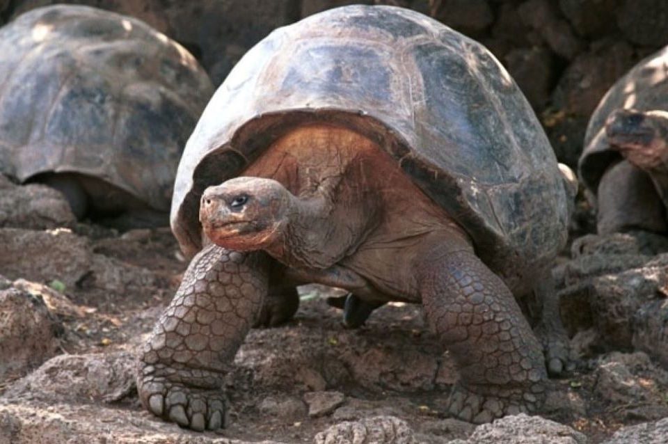 Galapagos Giant Tortoises 1