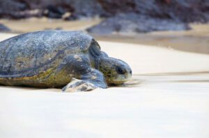 Sea Turtle Beach Galapagos Islands