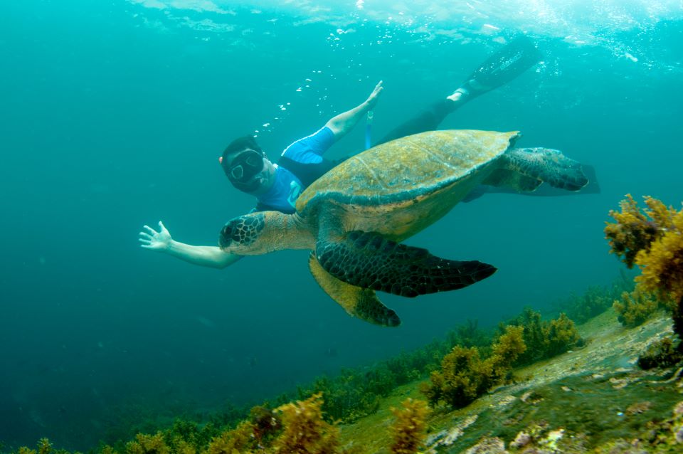 Snorkeling Enconter Sea Turtlle Galapagos Islands