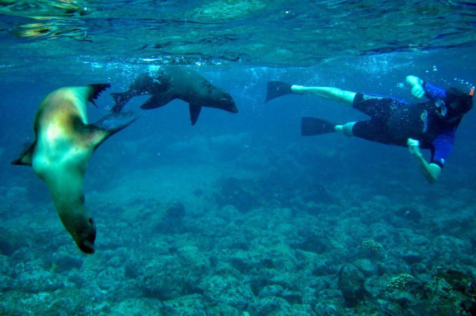 Snorkeling Sea Lions Santa Cruz Galapagos