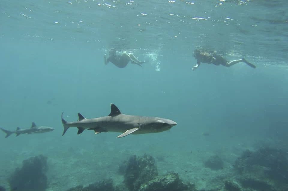 White Tip Reef Sharks Galapagos Islands