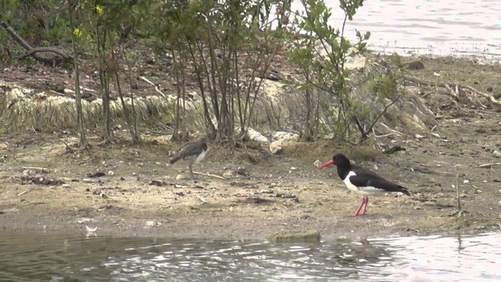 Video Thumbnail: Baby Oyster Catcher Being Fed By Adult Oyster Catchers