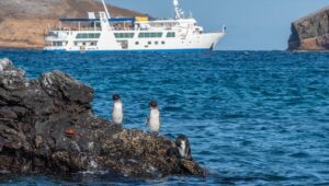 Penguins and Cruise Ship - Galapagos Island