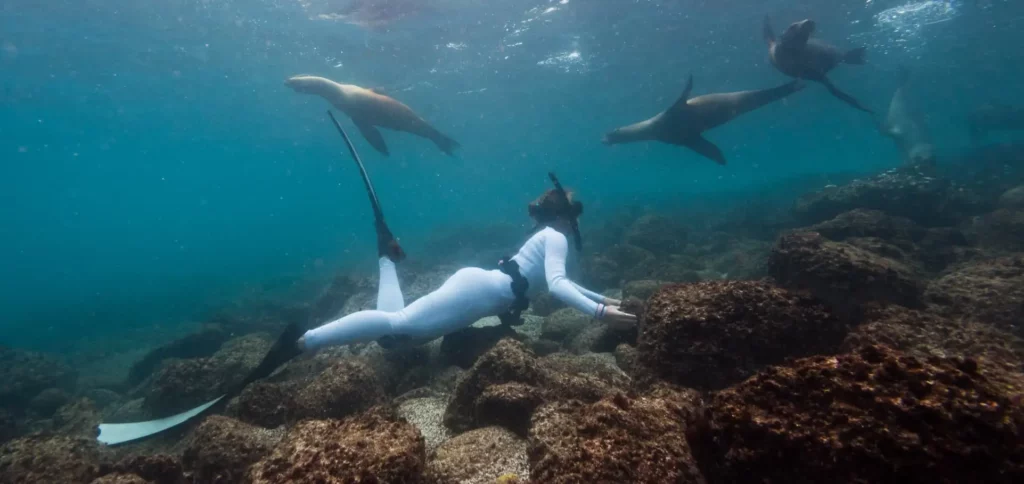 Galápagos Expedición Fotos Snorkeling Leones Marinos