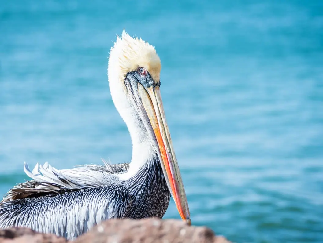 Pelican Paracas Peru