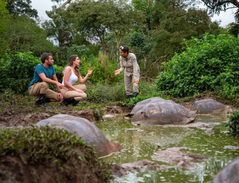 Santa Cruz Galapagos Giant Tortoise