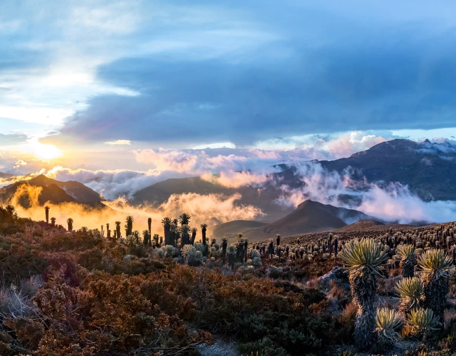 Andean Region Los Nevados National Park