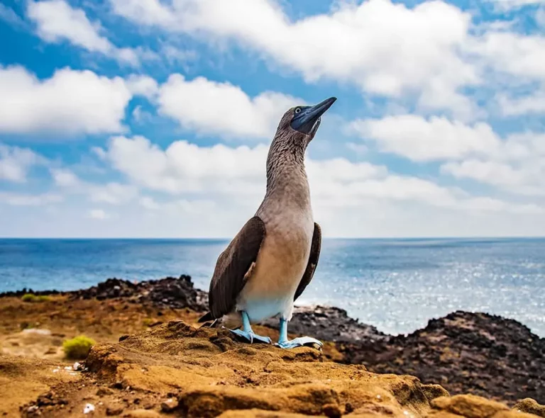 Blue Footed Booby San Cristobal Island Galapagos