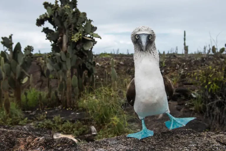 Adorable piquero de patas azules.