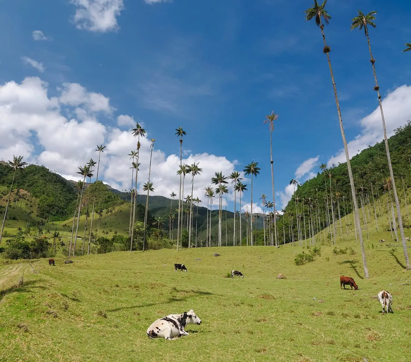 Valle del Cocora, Colombia