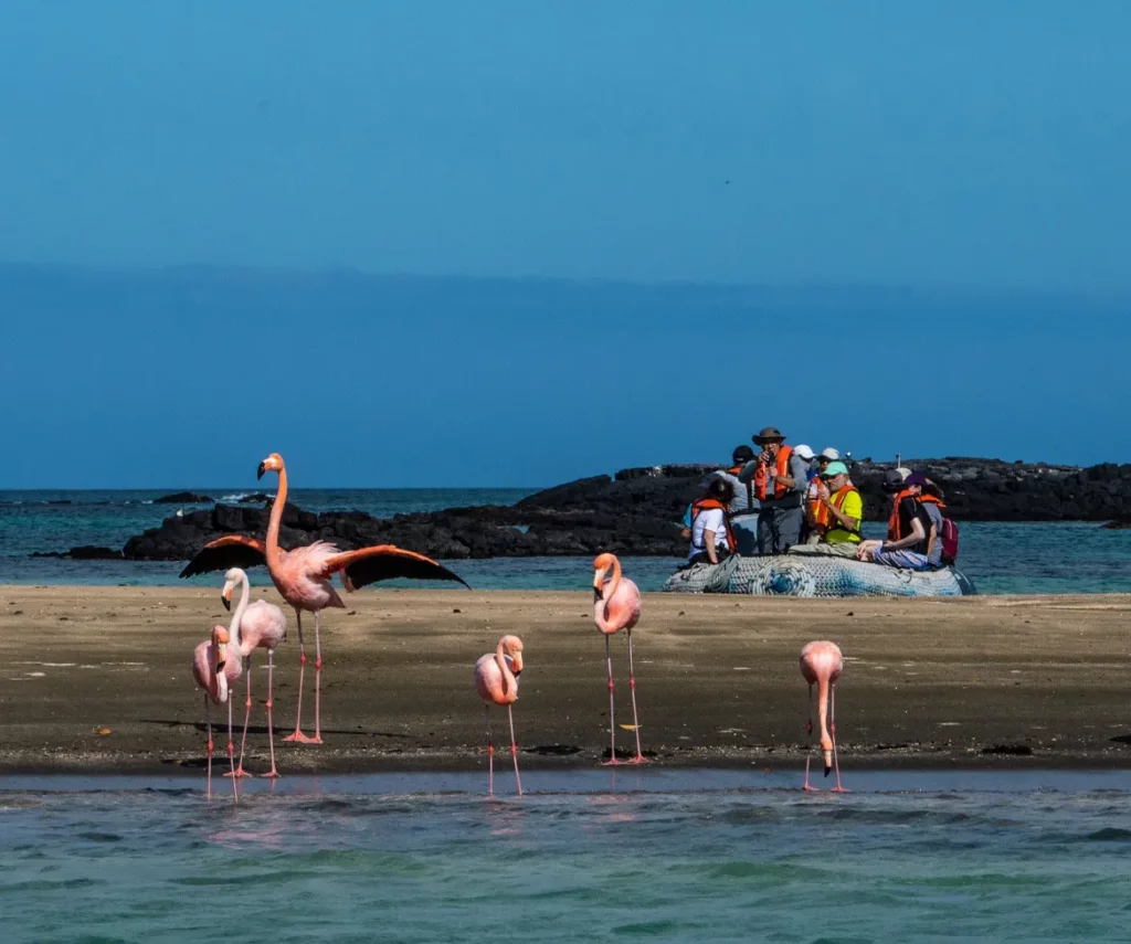Floreana Galapagos Islands Flamingo
