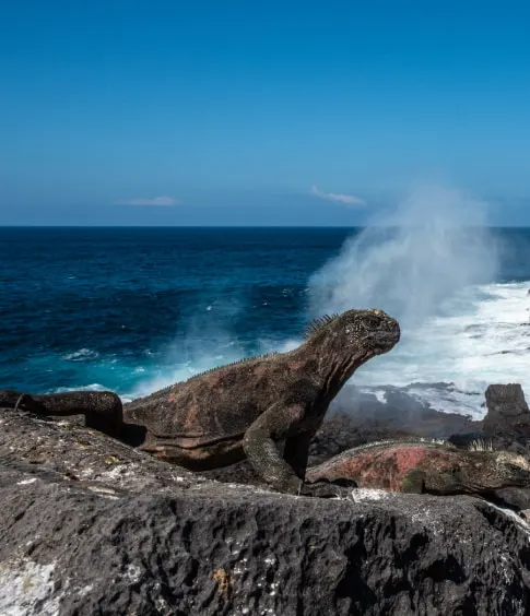 Experiencia Galápagos Paisaje Punta Suárez Española