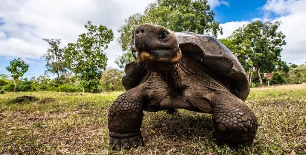 Galapagos giant tortoise walking toward camera on grassland close-up ground-level shot
