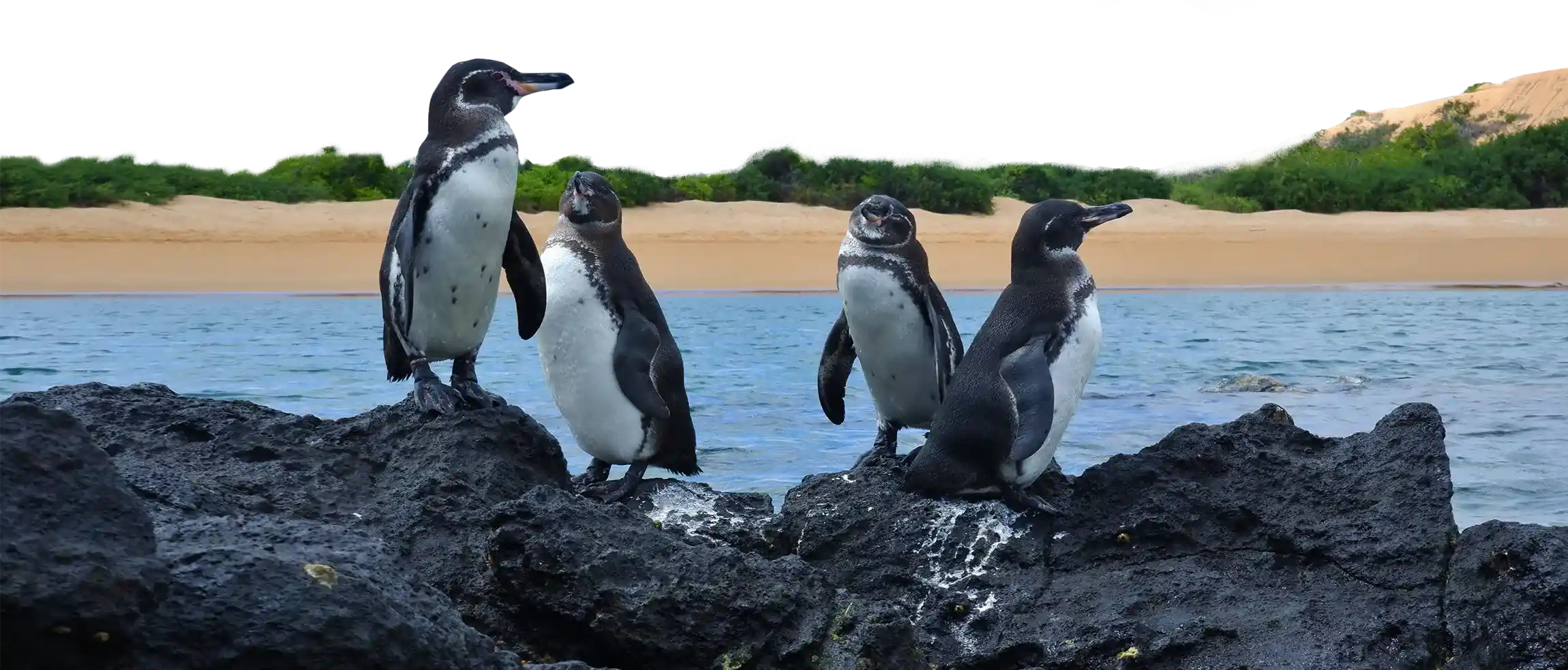 Galapagos Peguin Footer