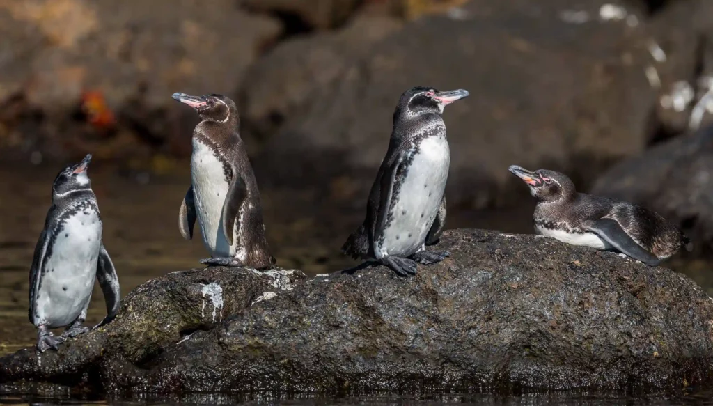 Pingüino de Galápagos