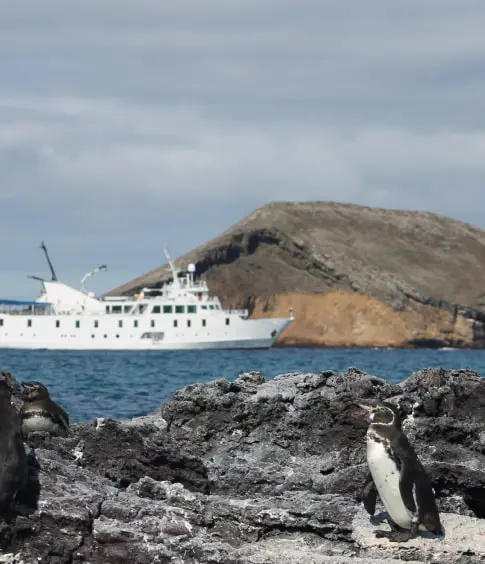 La Pinta Galapagos Penguin