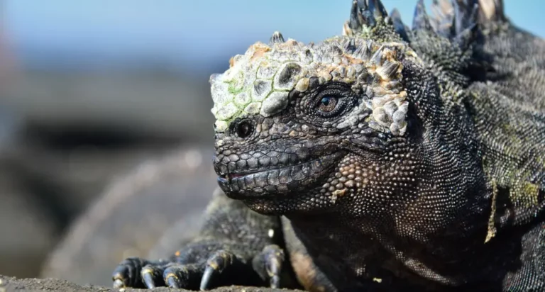 ¡Observe las maravillosas iguanas marinas!