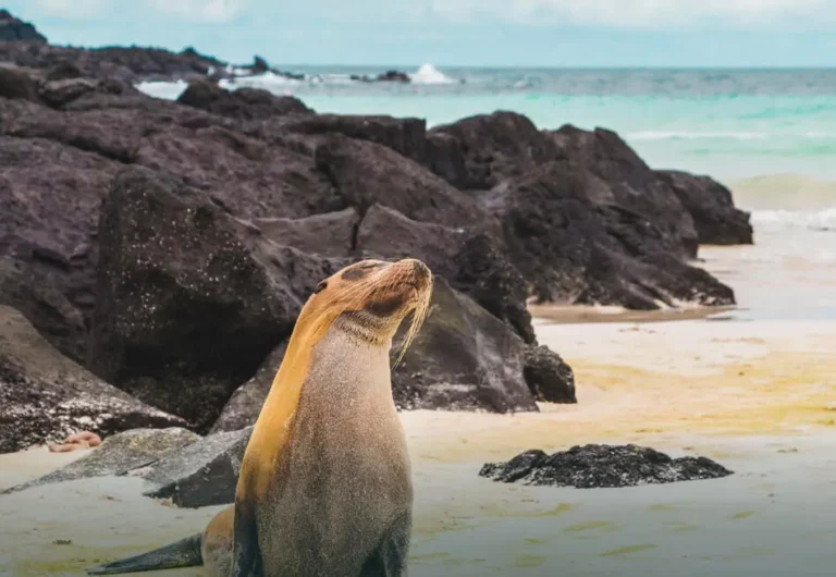 Lobos marinos Playa de Galápagos