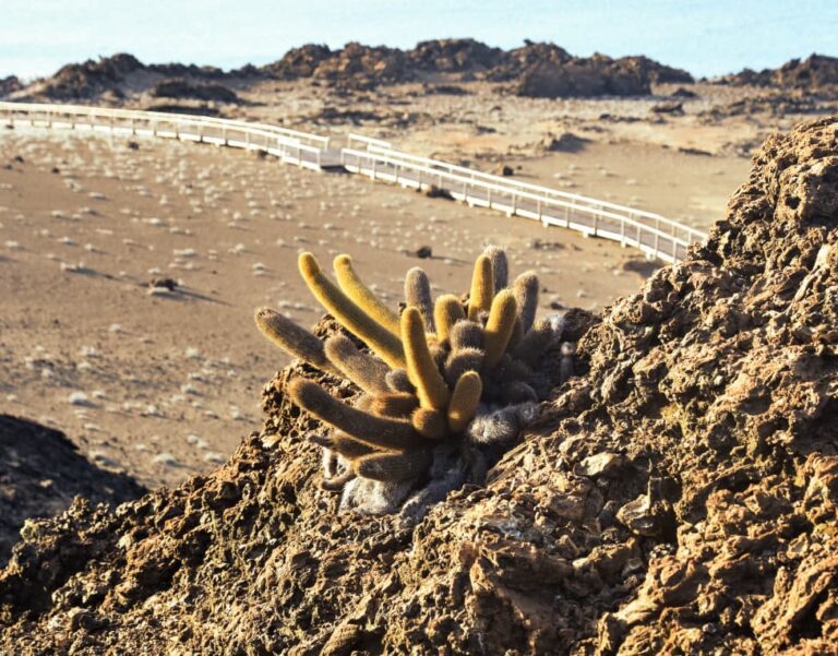 Cactus Galápagos