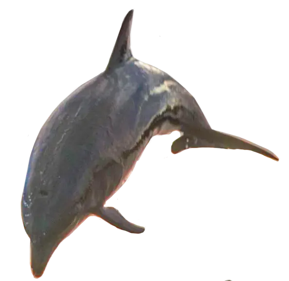 Dolphin Galapagos