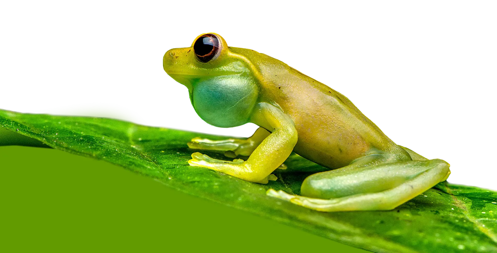 Glass Frog Mashpi Ecuador