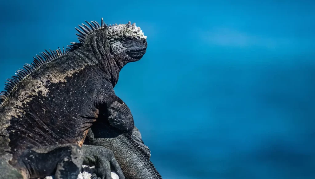 Marine Iguana