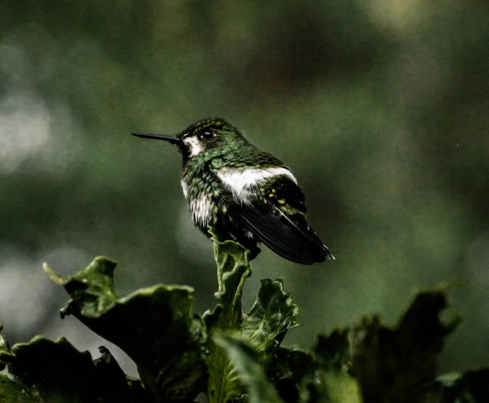 Mashpi Lodge Hummingbird