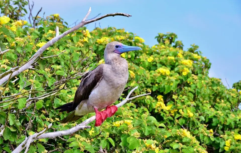 Red Footed Booby Galapagos Island