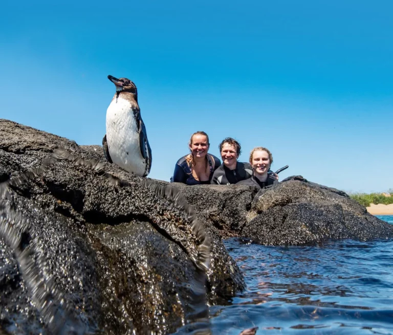 Snorkeling Galapagos Penguin